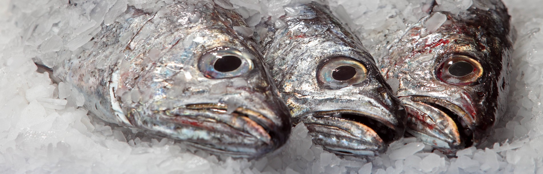 Hoki on ice Hoki on ice