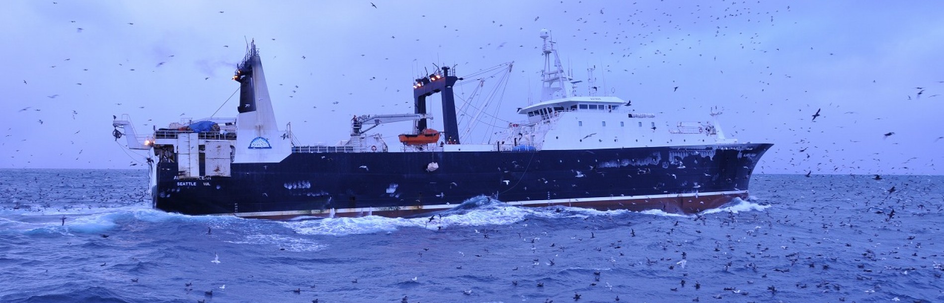 Glacier Fish, Alaska Ocean Glacier Fish, Alaska Ocean